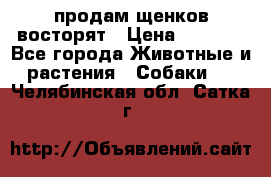 продам щенков восторят › Цена ­ 7 000 - Все города Животные и растения » Собаки   . Челябинская обл.,Сатка г.